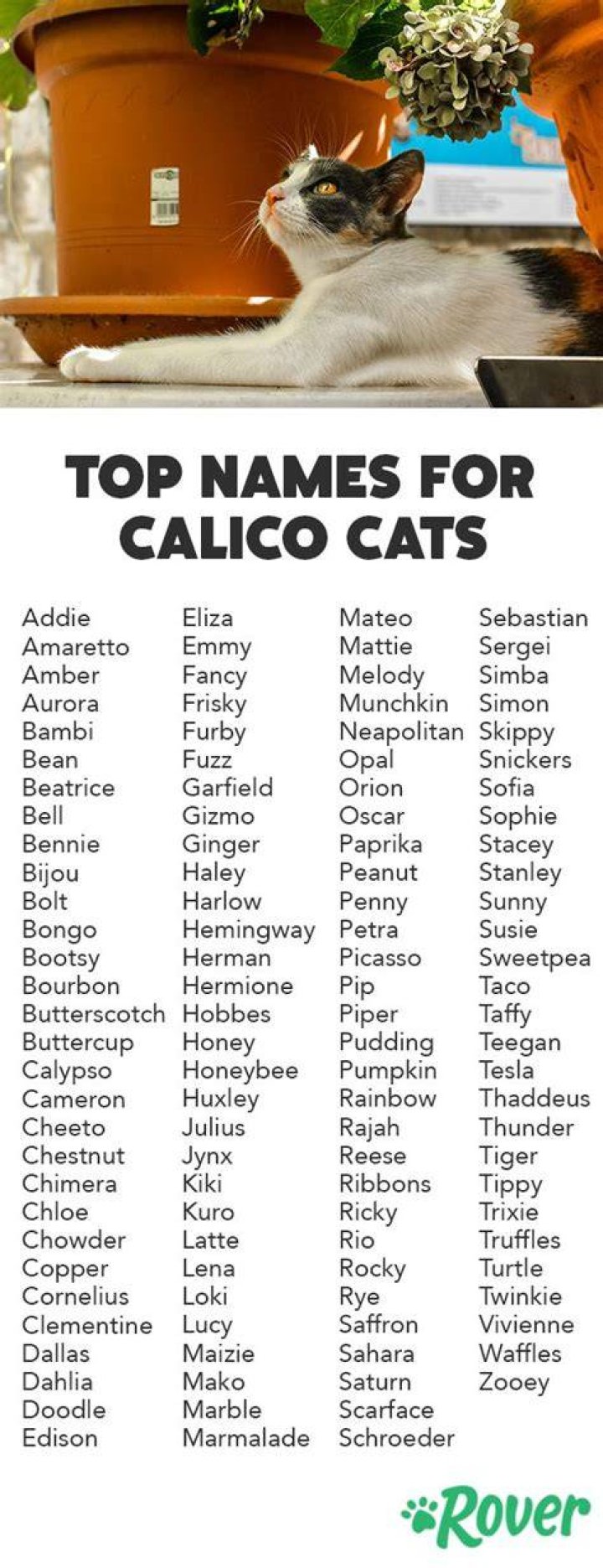 Calico Cat Names | Nameberry