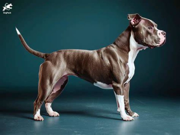 Pitbull The Full Profile RapTV